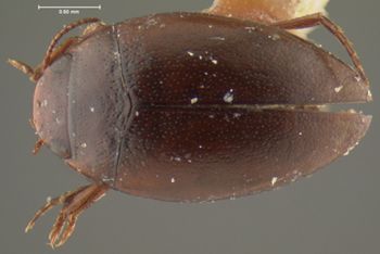 Media type: image;   Entomology 23907 Aspect: habitus dorsal view